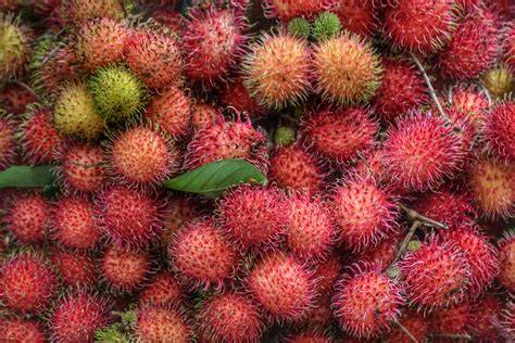Rambutan Farming in the Philippines: Complete Guide for Farmers - raincitystudios.com