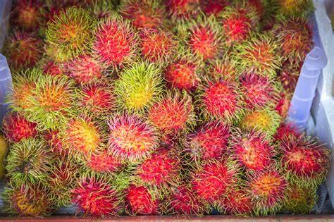 Rambutan Fruit Thailand: Fresh & Premium Quality - raincitystudios.com