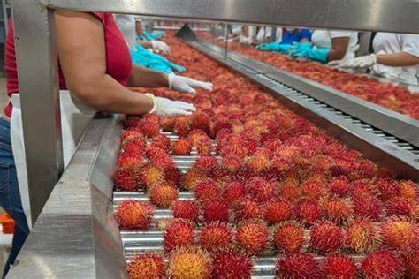 Rambutan Market by Applications in North America: United ... - raincitystudios.com