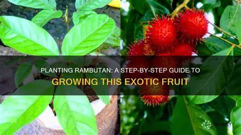 Rambutan Plant Guide: Essential Tips to Grow … - raincitystudios.com
