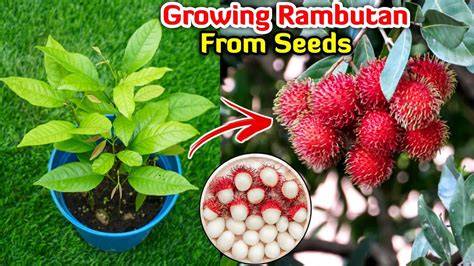 Rambutan Planting, Growing, Caring & Harvesting - raincitystudios.com