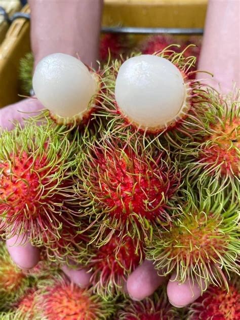 RAMBUTAN PRODUCTION IN THAILAND - Acta Hort - raincitystudios.com