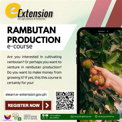 Rambutan Production In The Philippines - Pinoy Bisnes … - raincitystudios.com