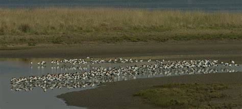 Ramsar wetlands preservation in the Hunter region - NSW Government - raincitystudios.com