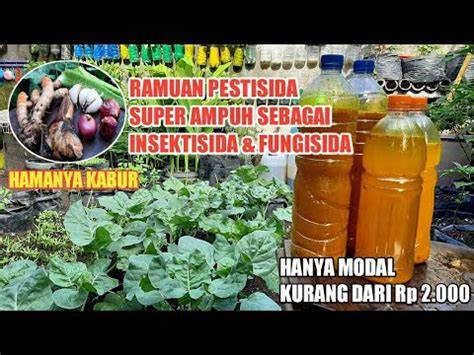 Ramuan Pestisida Super Ampuh Berfungsi Sebagai Insektisida dan ... - raincitystudios.com