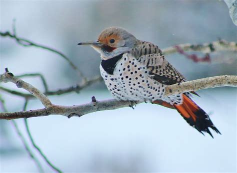 RANDOM MATING IN THE NORTHERN FLICKER HYBRID ZONE: …