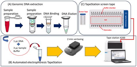 Rapid and quantitative recovery of DNA fragments from gels by ... - wintechmobiles.com
