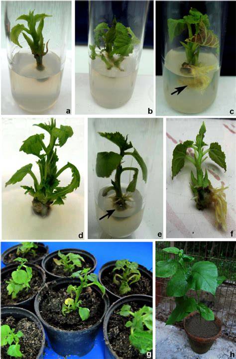 Rapid in vitro Regeneration and Clonal Propagation of … - raincitystudios.com
