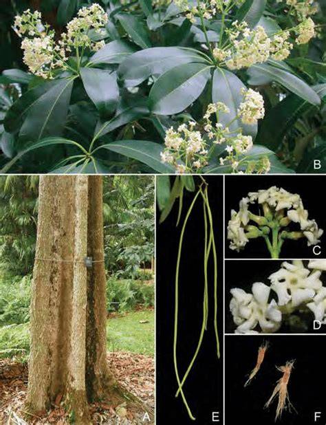 Rapid Micropropagation of Alstonia scholaris (L.) R.Br., and ... - raincitystudios.com
