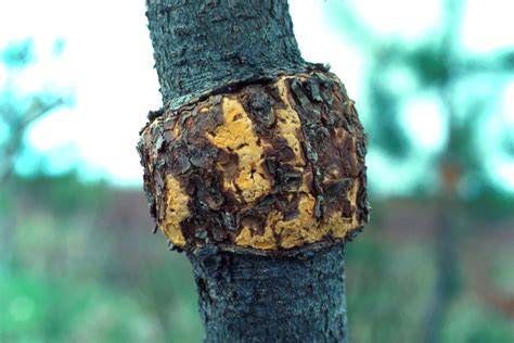 Rapid spread and high prevalence of the gall rust pathogen - raincitystudios.com