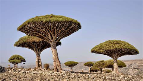 Rare and Unusual trees - Fruit Tree Cottage - raincitystudios.com