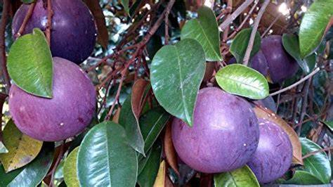 Rare Exotic Purple Star Apple Live Plant Milk Fruit Plant 1 Helathy ... - raincitystudios.com