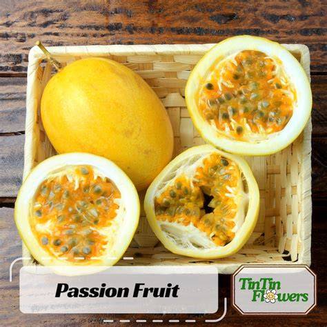 Rare Fruit Live Plants - Etsy - raincitystudios.com