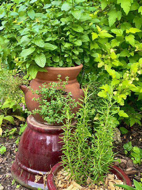 Rare Gardens Herbs & Medicinal Herbs | Kellogg Garden Organics™ - raincitystudios.com