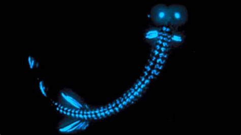 Rare Ocean Glow Tied To Climate Patterns - wintechmobiles.com