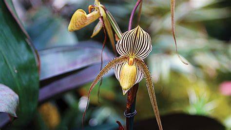 Rare Plants - Ohio Department of Natural Resources - raincitystudios.com