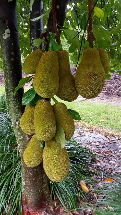 Rare Tropical Jackfruit Trees Seedling - World's Largest and Largest Fruit - raincitystudios.com