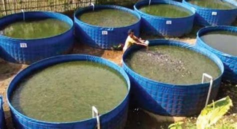 ras and biofloc high density fish farming - raincitystudios.com