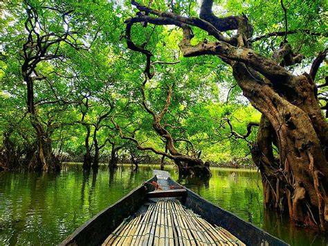 Ratargul Sylhet #ratargul #ratargul_swamp_forest #sylhet - raincitystudios.com