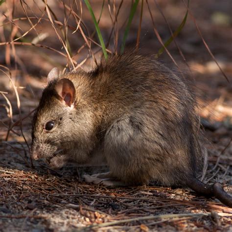 rats in australia - Wolfram|Alpha - wintechmobiles.com