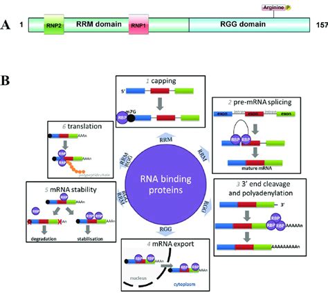 RBM3 - RNA-binding protein 3 - Function - neXtProt