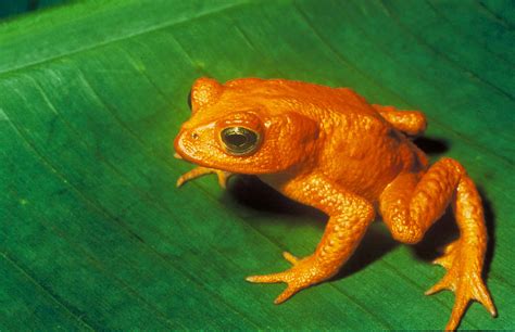 RC - Golden Toad. - Google Groups