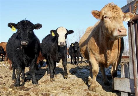 RCMP recover stolen Alberta cattle near Martensville; some still …