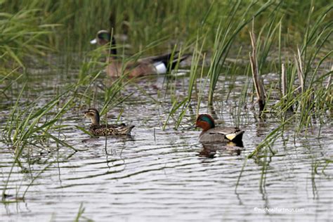 RCPP in the Prairies - Ducks Unlimited