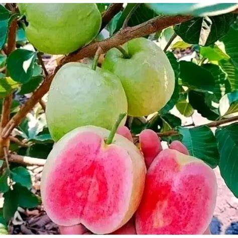 READY STOK BIBIT JAMBU KRISTAL MERAH - raincitystudios.com