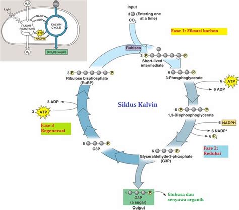 Reaksi Gelap Proses dalam Fotosintesis Tanaman - muktibox.com