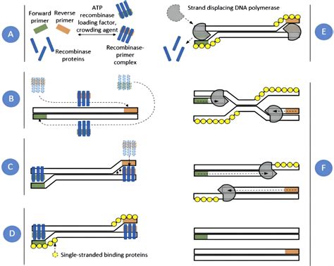 Real-time recombinase polymerase amplification (real-time RPA ... - muktibox.com