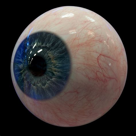 Realistic Human Eye - Download Free 3D model by … - muktibox.com