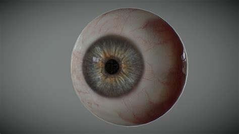 Realistic-eyes 3D models - Sketchfab - muktibox.com