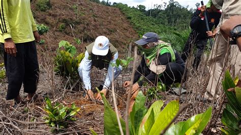 Reboisasi dan rehabilitasi hutan lindung pantai berpasir serta ... - raincitystudios.com