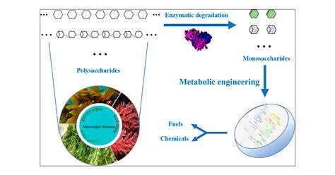 Recent Advances in Bioutilization of Marine Macroalgae … - raincitystudios.com