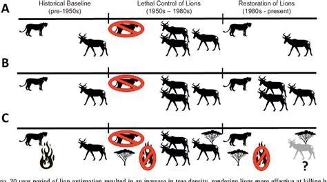 Reciprocity in restoration ecology: When might large carnivore ... - raincitystudios.com