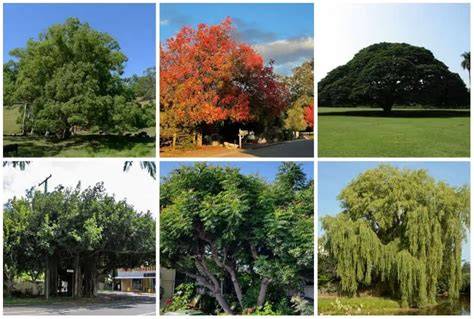 RECOMMENDED SHADE TREES FOR FLORIDA - raincitystudios.com