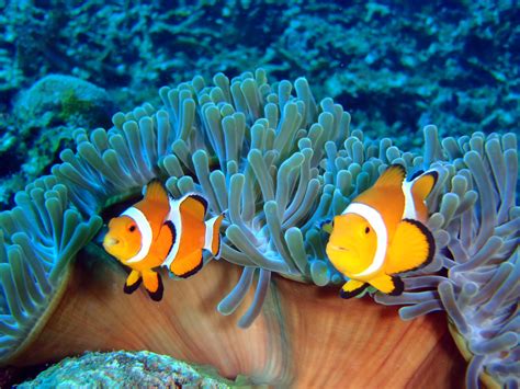 Recommended snorkeling in Ishigaki Island - ACTIVITY JAPAN - wintechmobiles.com