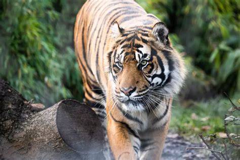 Reconnecting and rehabilitating tiger territories - ZSL - raincitystudios.com