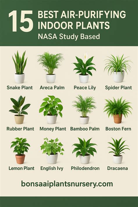 Red Air-purifying Indoor Plants - raincitystudios.com