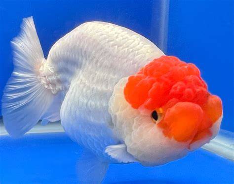 RED AND WHITE RANCHU 10-12CM - allfish2u.au - raincitystudios.com