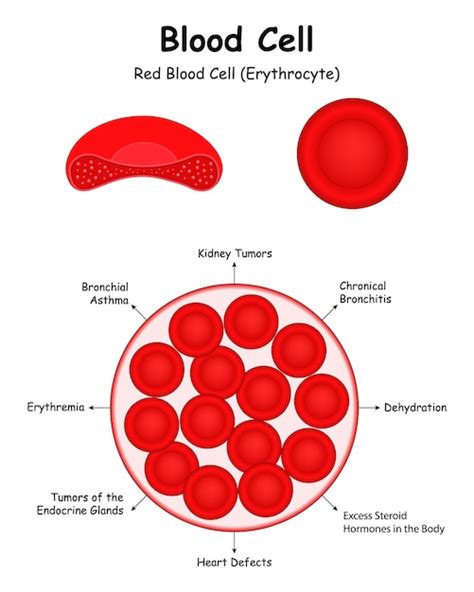 Red Blood Cells: Anatomy and Physiology II Study Guide |... - muktibox.com