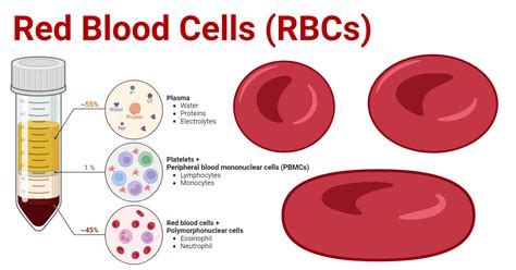 Red Blood Cells: Function, Role & Importance - muktibox.com