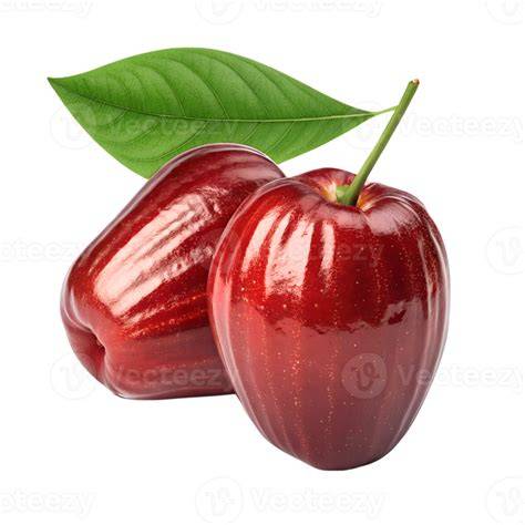 Red Malay Apple | Tropical Fruit Tree | Sow Exotic - raincitystudios.com