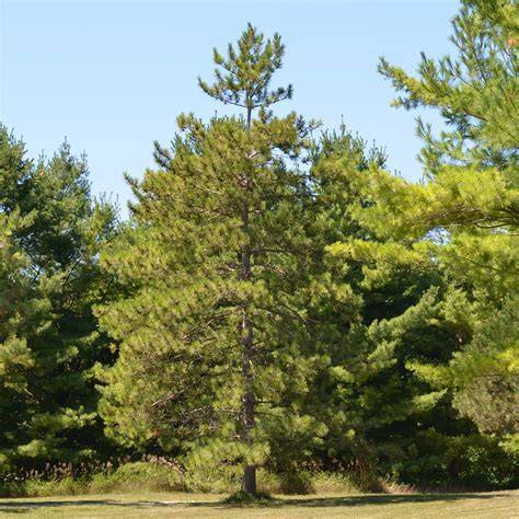 Red Pine Report - Wisconsin DNR - raincitystudios.com