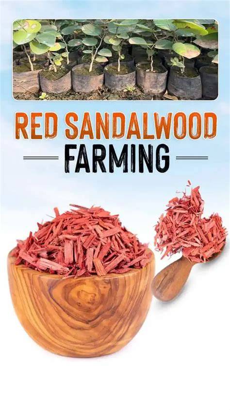 Red Sandalwood Farming: Best Practices for Optimal … - raincitystudios.com
