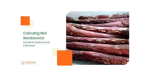Red Sandalwood Farming: Cultivation Guide - Ardini - raincitystudios.com