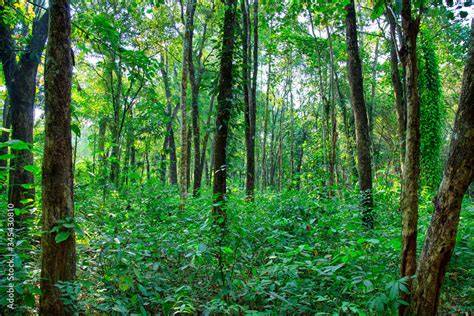 Red Sandalwood Plantation; Profit; Yield - A Full Guide … - raincitystudios.com