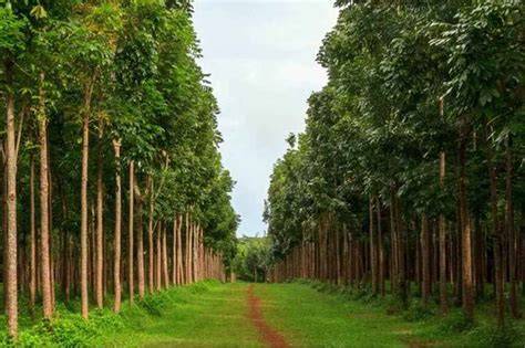 Red Sandalwood Plantation Guide | PDF | Trees | Plants - raincitystudios.com