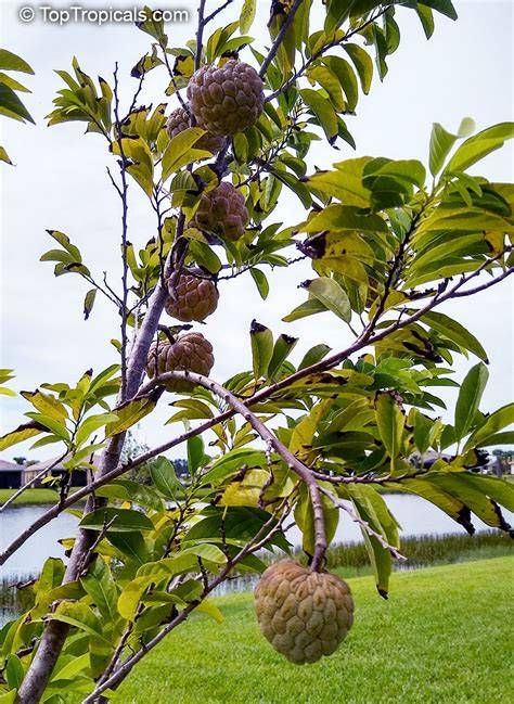 Red Sugar Apple, Sweetsop, Annona Tree - raincitystudios.com